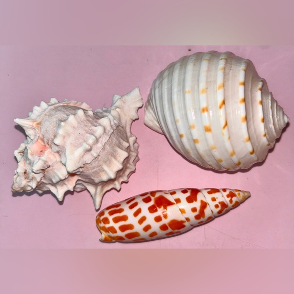 Other - 3 Decorative Real Shells